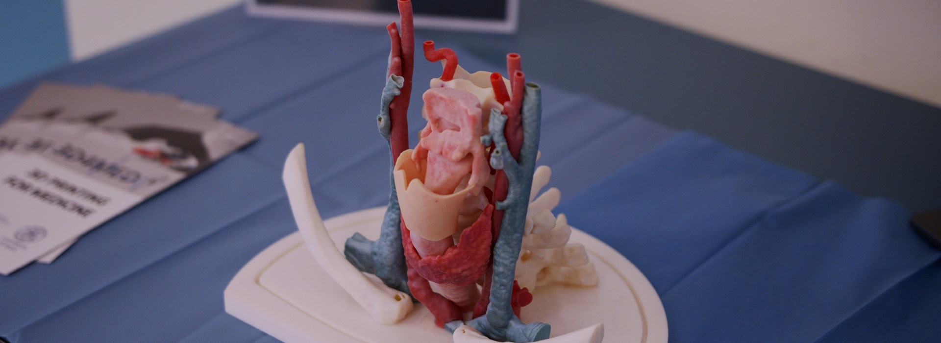 heart model